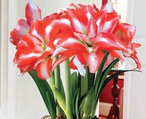 自带“贵气”的3种花,养家里1盆,开花富贵、阳台变成小花园!