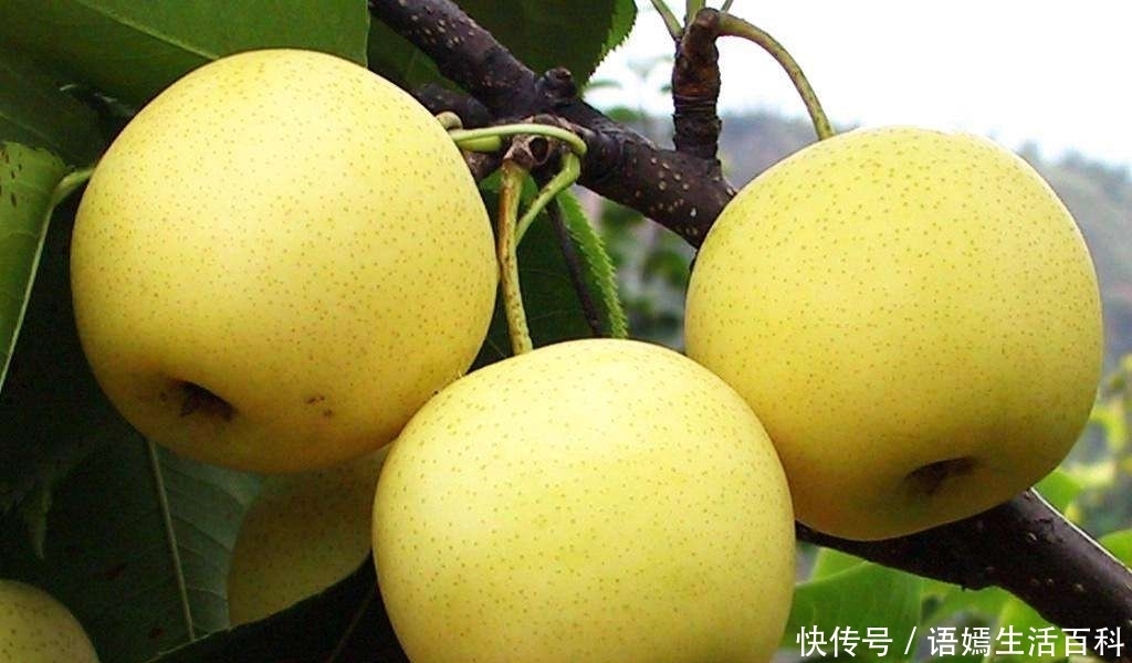 农村|农村俗语:男怕柿子女怕梨,母猪最怕西瓜皮,是啥意思呢