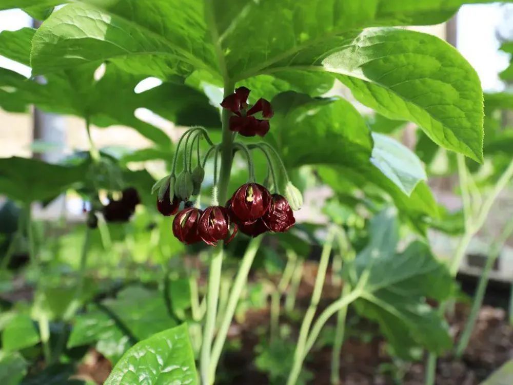 八角莲|它是民间重要的蛇药,集药用、观赏于一身,值得我们认识