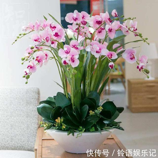 3种花再喜欢,也别轻易买,虽然很漂亮,但能“养活”的人不多