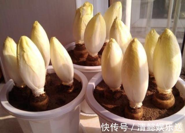 1种“废根”埋土壤里，8天变成“金黄菜”，1公斤卖60，还好看