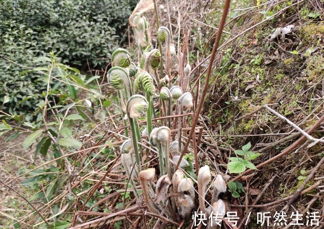 鱼腥草|66种野菜大图片，带你见识不同的野菜和吃法，你想要的野菜这里有