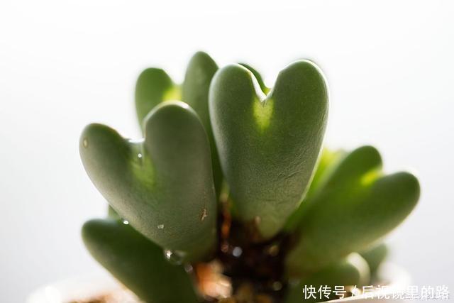 现在养多肉,不浇“4种水”,多长个心眼吧