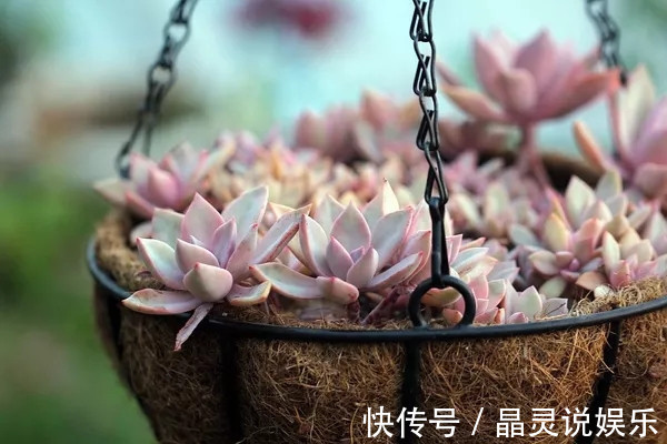花友|花友在浇花的水里加点这个，就能防止盆栽多肉植物化水、黑腐！