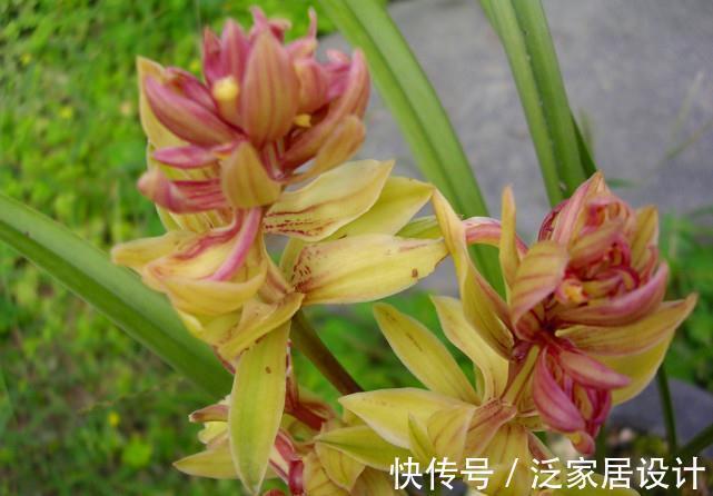 奇花|花朵多香味浓,建兰奇花之王,观赏价值极高,若见到,别错过