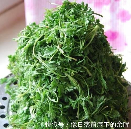 采摘|这菜“赛人参”,碰到别手软,好吃美味,保护肝脏,肝脏越来越健康