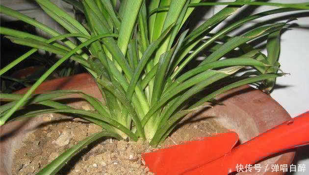 养花土壤别乱用,加上3种东西,肥力足了,几年不用换盆