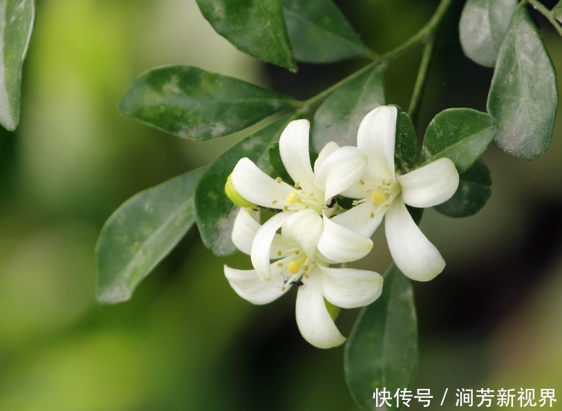  香味|此花香味可传百里，浓郁的香味有悠久的历史，寓意着爱情的俘虏