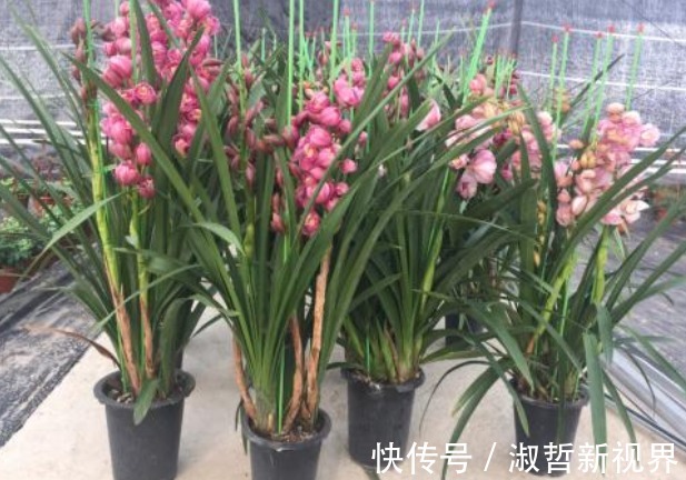 养护|大花蕙兰贵且难养,养花高手告诉你一招,养多少都能养旺、爆盆