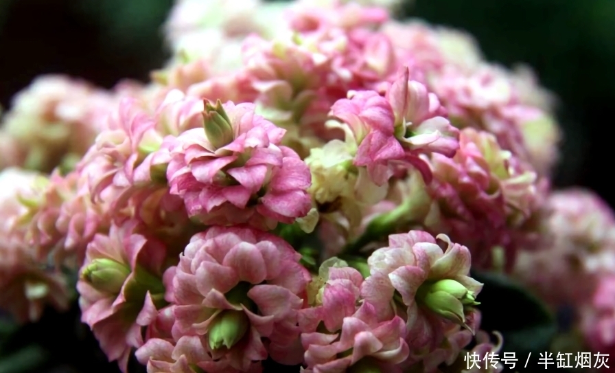 长寿花5月花期结束,休眠前准备3点,9月多分花芽,入冬花量翻倍