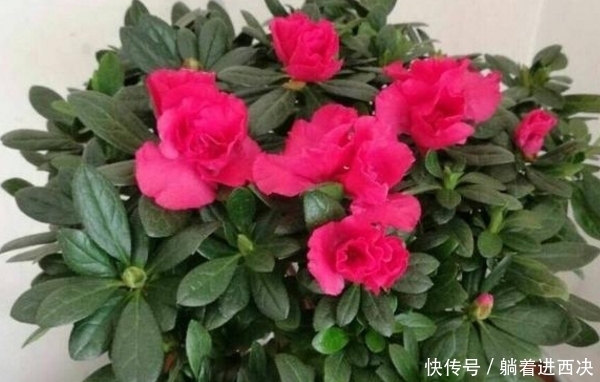家里养杜鹃、山茶、栀子花,用点几毛钱的它,马上绿油油、花苞多
