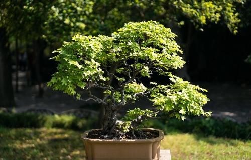 盆景造型优劣，首看根盘，这3个操作的经验，让你创作出优质根盘