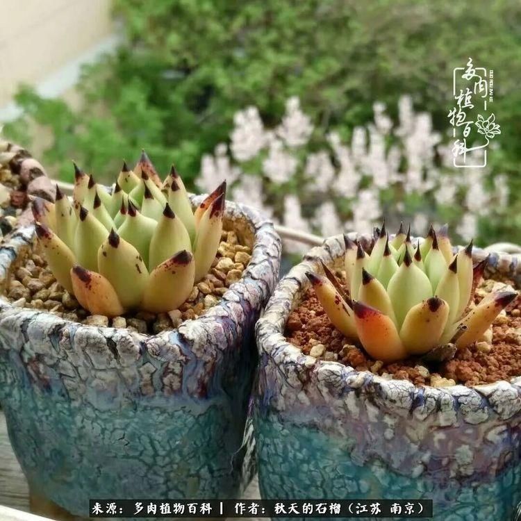 渡劫归来的肉肉,谁是谁的前世,谁又成了谁的今生