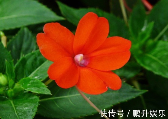 养花就养“懒人花”,此3种花,怎么折腾都不死,最适合新手养