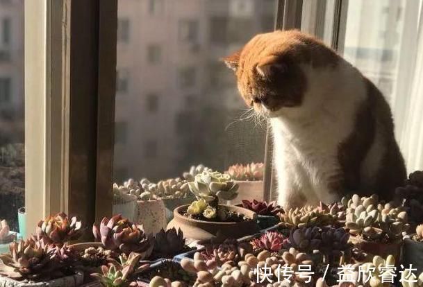 阳光|北方露养的日子结束,多肉进屋了,阳光依旧美好!