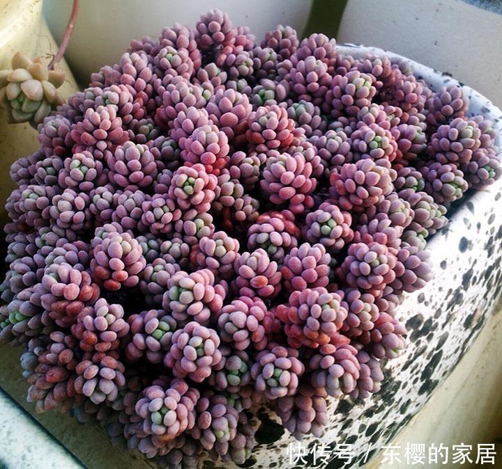 红透|多肉美翻天?就要“3个套路”,又冻又晒“红透”天