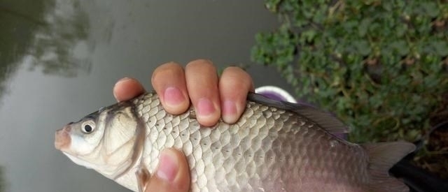 冬季钓鱼线组要用细,到底用多大的线组?不会也是白搭