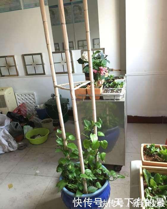 自制绿萝三脚架，6步就完成，绿萝分分钟长成绿瀑布