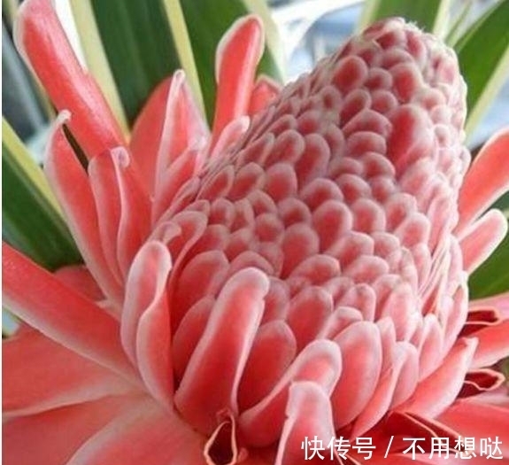 此款花卉便宜又好养,不用管照样长得旺,年年开花不断,美翻天!