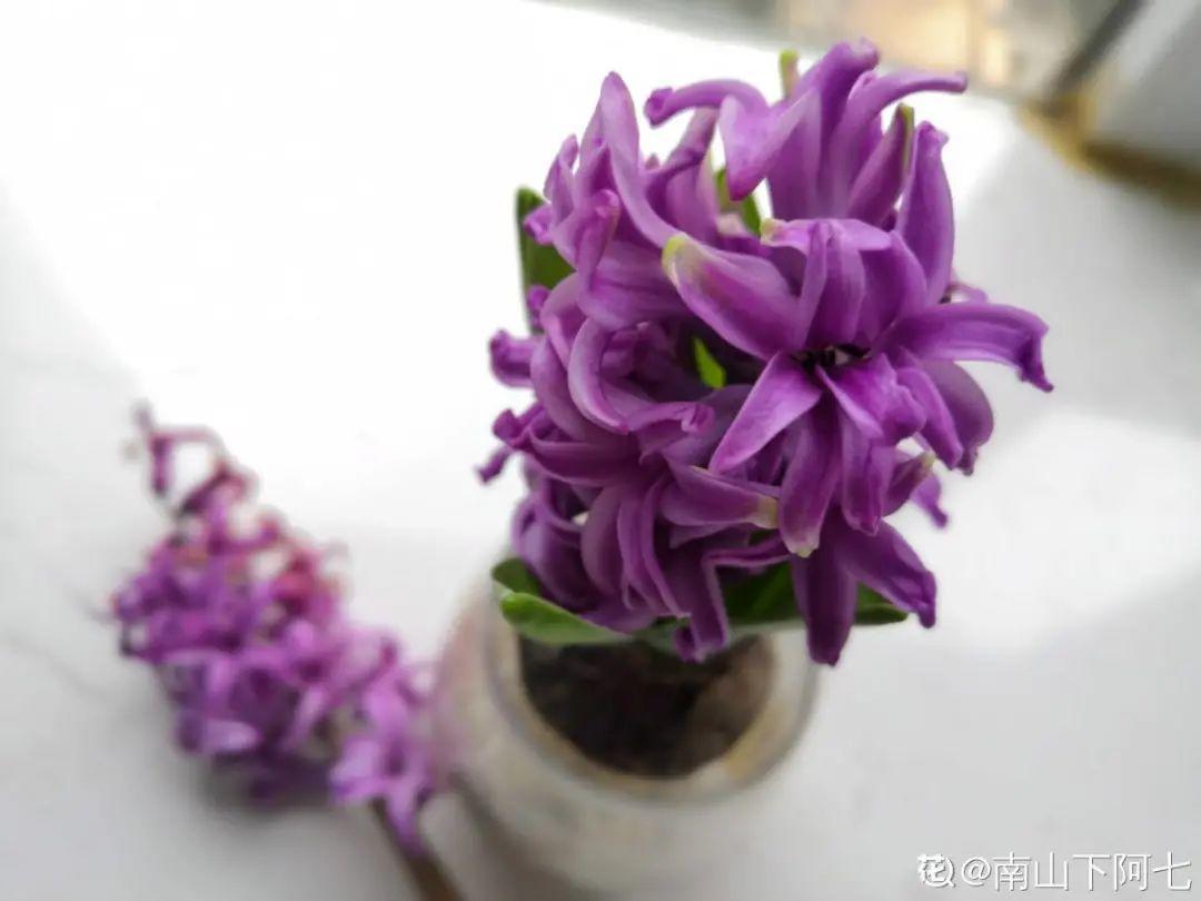 再穷也要养长寿花,寓意好、开花美,养人又养家!