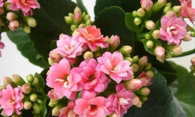 悄悄告诉你,花卉不开花,用点“催花水”,花开满盆,变养花高手