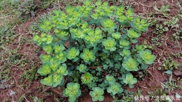 农村野草很稀奇,折断流出“羊奶”,但汁水却有毒,还能当药