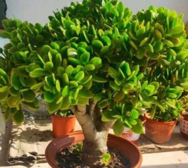 小老桩|玉树长出新芽后,3件事赶紧做,不然黄叶枯萎,难养成小老桩