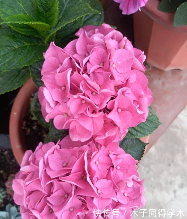 花卉|老人喜欢养的“3盆花”,花色鲜艳,好养易活,开花非常美