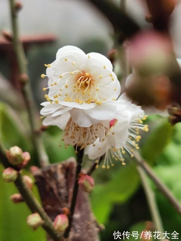 想要家中多贵气,当然要养岁寒三友,冬天养更合适