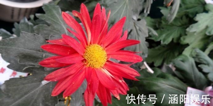 红旗|喜欢菊花，就养这几盆“菊中珍品”，花似荷包蛋色调温和！