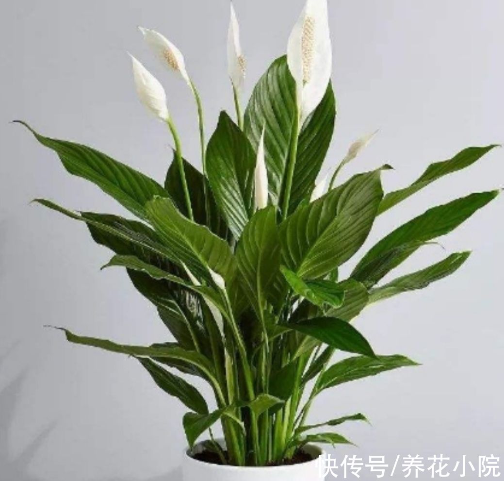 植物|家里阳光太少，可养7种喜阴花，没有光照也能长好