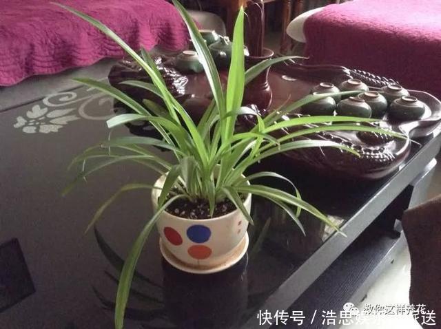 花友|用好3招，吊兰马上抽条长新叶，还呼呼开花！