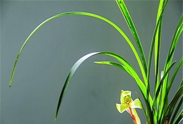 家庭|家庭养护兰花,注意这些细节,你就大功告成