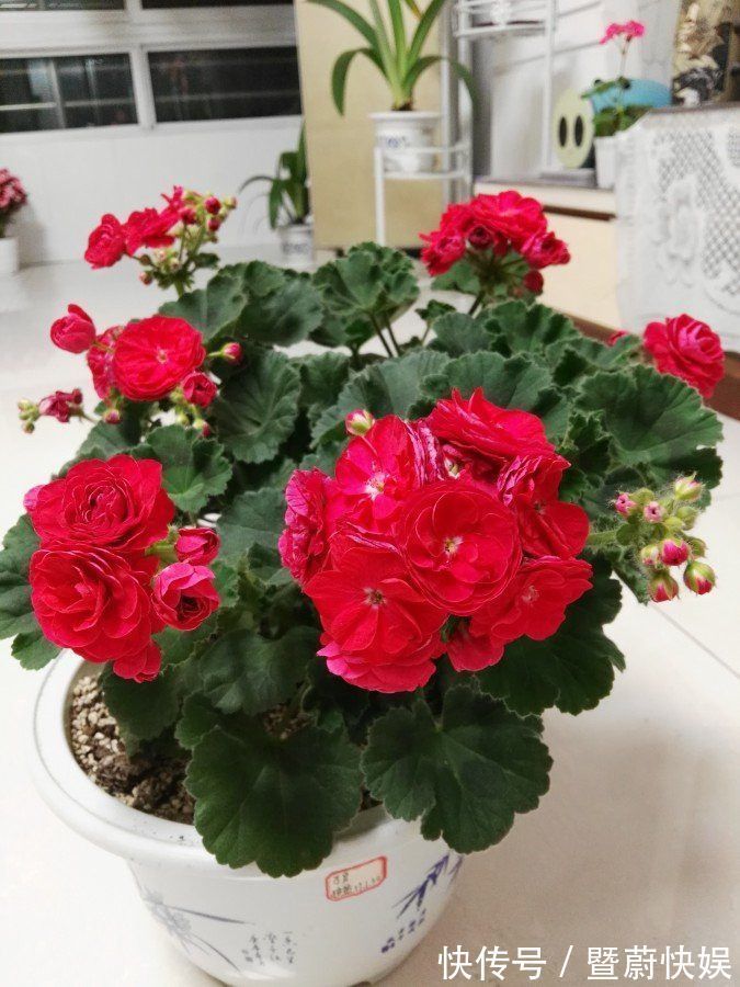 珍稀菊花|“珍稀菊花”胭脂红,花团锦簇,清新之美,堪称是养花必备