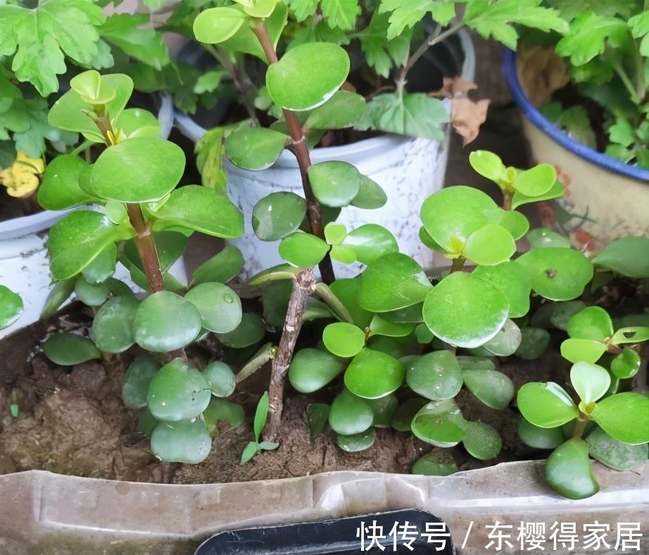 盆栽|两种皮实好养的绿植,易扦插,姿态优美,变老桩盆景