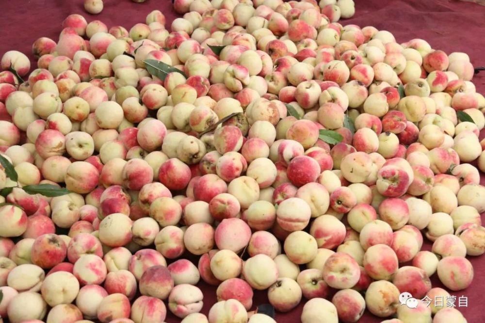 冬桃基地|冬天还有新鲜桃子吃？蒙自人太幸福了！