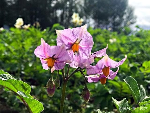  因为美味而被人忽视了美貌，说说那些令人惊艳的菜花