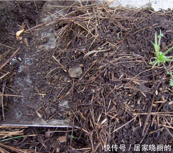 君子兰用这个土来养,根系肥壮,叶子又厚又亮,花开的越来越多