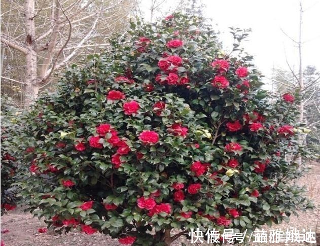 山茶科|家有一小院,定要养棵“它”,树态峭立,花色艳丽,比桃花要好!