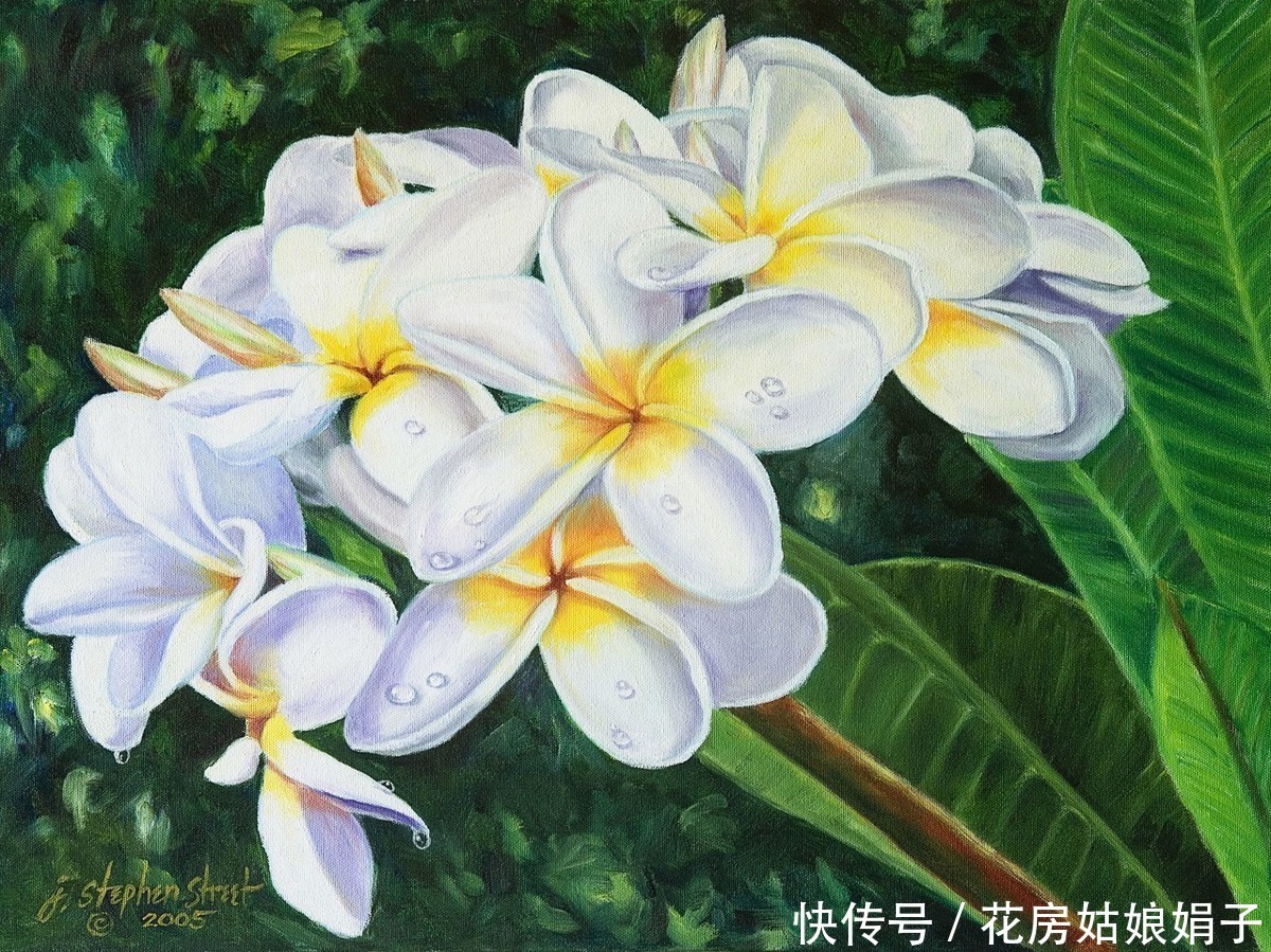 它浑身多是宝，观赏食用两不误，鸡蛋花盆栽养殖技术解析