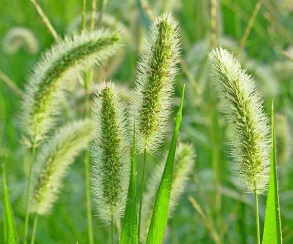 解毒|默默无闻的狗尾巴草,泡水喝竟这么多功效,尤其适合老年人!