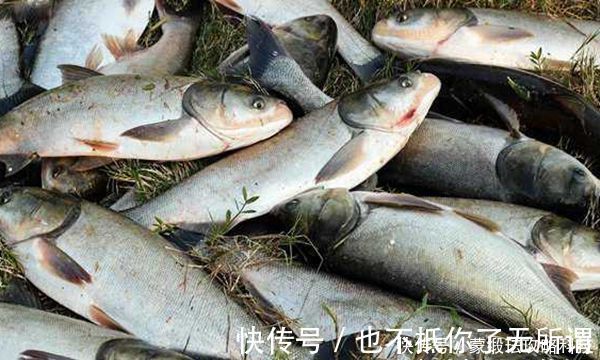 手竿钓鲢鳙的4大秘诀,常用这些老招数,鲢鳙就是最好钓的鱼