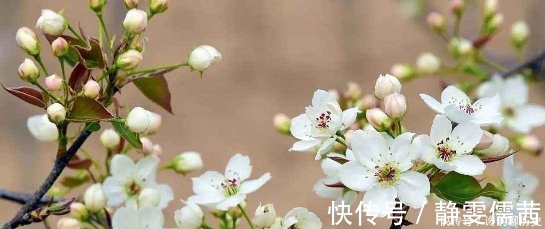 唐诗三百首！唐代无名诗人的一首绝美小诗，一树梨花一溪月，美地令人心醉！