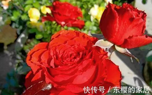 嘘,这款月季名字真是太羞耻了,耐晒耐雨抗性好,一点娇气都没有