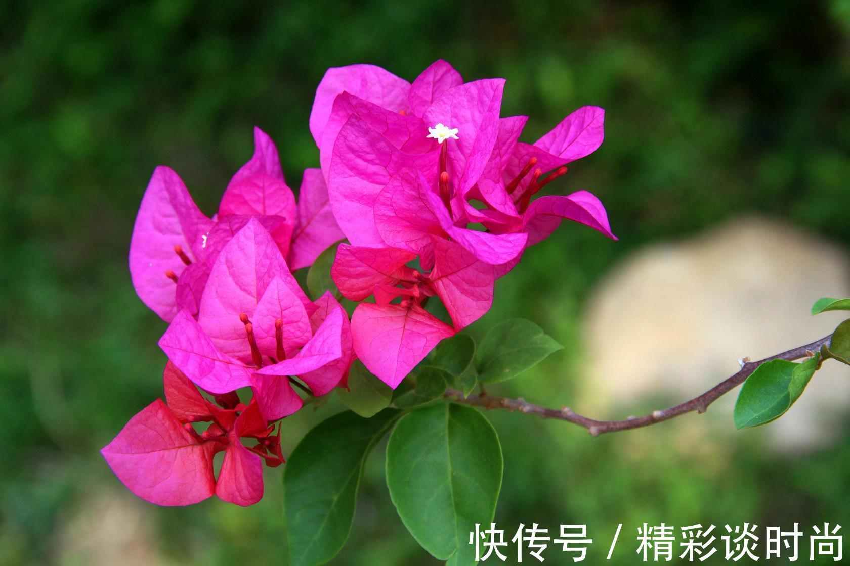 叶子|此花所开出来的花朵和叶子很像,就像是五颜六色的叶子一样