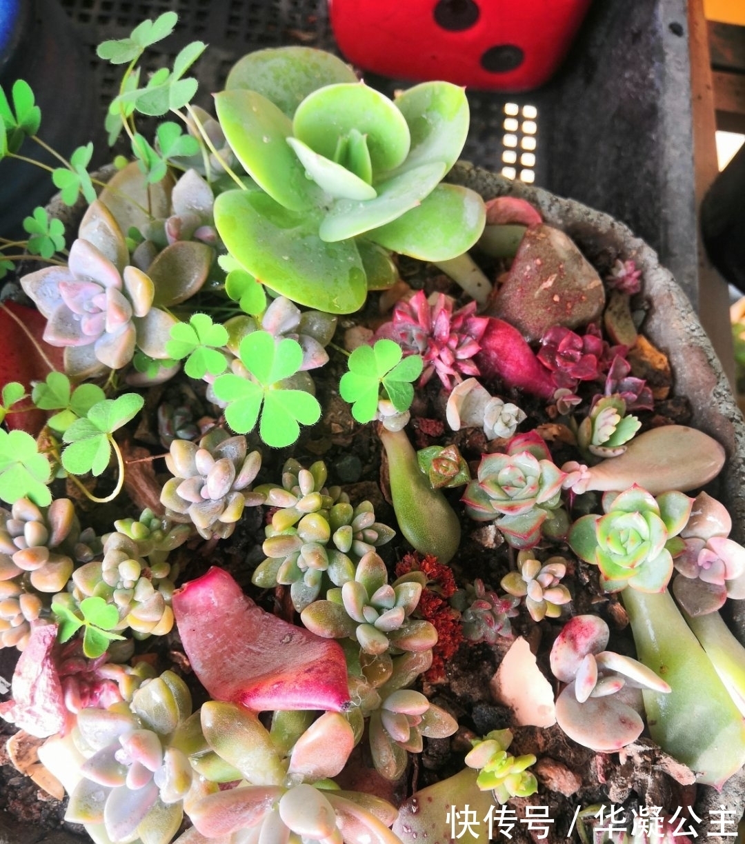 这“三多肉”是超生游击队，撸叶又冒一大片，小半年养成肉墩子