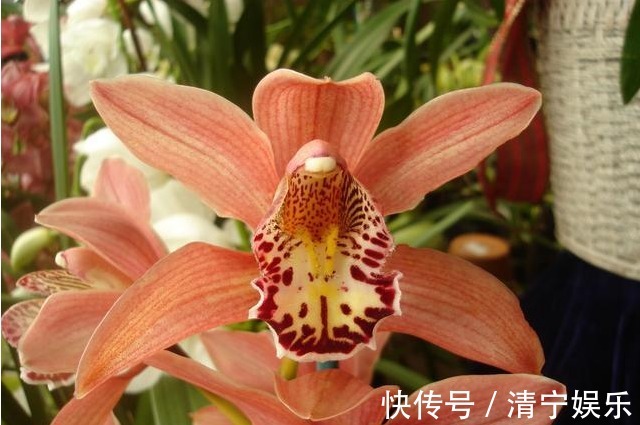 兰花不开花真愁人,换个环境,就能改善!兰花的观赏价值很高