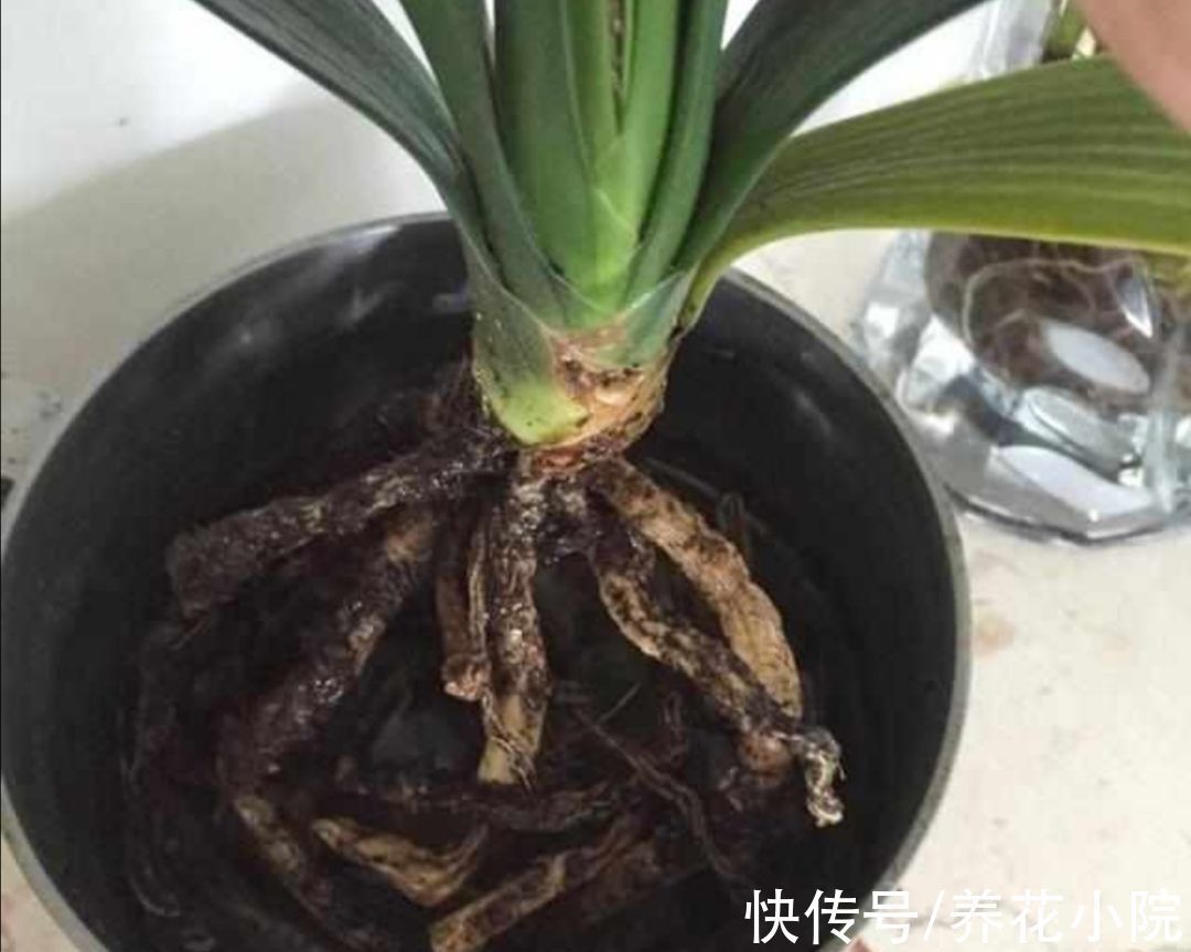 5种常见的“花卉植物”,总是出现烂根,原来问题出在浇水上