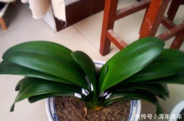 什么柳树皮,阿司匹林都不如“一种东西”,养花用一勺,养啥旺啥!