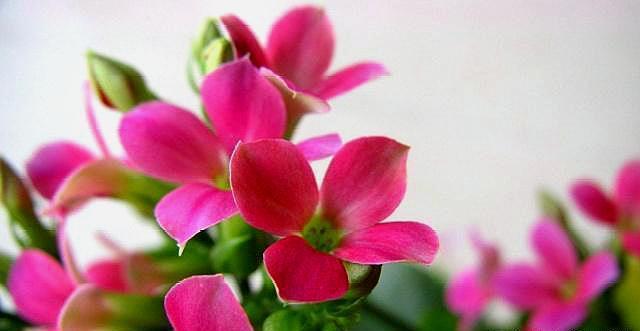 长寿花开完花,四点要做好,叶子肥厚状态好,二次开花“马上来”